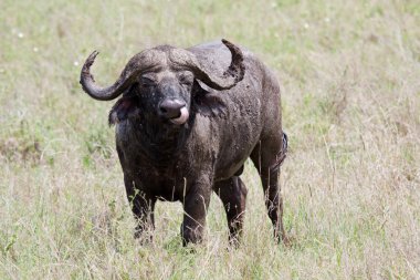 African buffalo in Serengeti National Park, Tanzania clipart