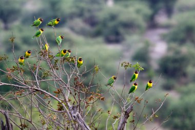 Maskeli lovebir adı da verilen sarı yakalı cennet papağanı (agapornis personatus),