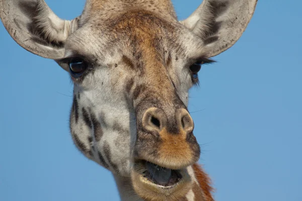 serengeti Ulusal Parkı, Tanzanya, zürafa portresi