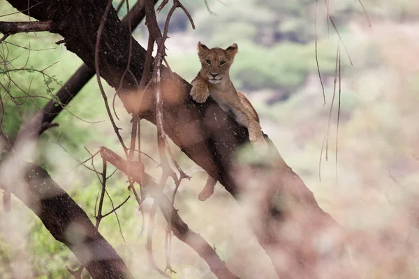 Leão jovem relaxando um ramo de árvore no Parque Nacional do Lago Manyara, na Tanzânia — Fotografia de Stock