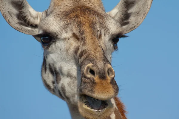 长颈鹿在坦桑尼亚塞伦盖蒂国家公园中的肖像 图库图片