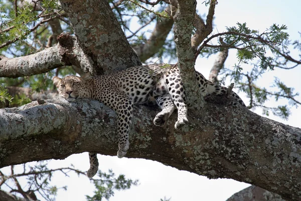 豹子放松在一棵树在坦桑尼亚塞伦盖蒂国家公园 图库照片