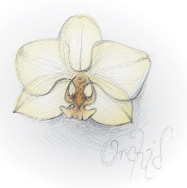 Orchid flower clipart