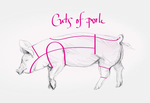 PIG / Cuts of pork — Stock Vector