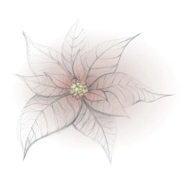 Poinsettia — Stockvector