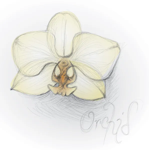 Flor de orquídea — Archivo Imágenes Vectoriales