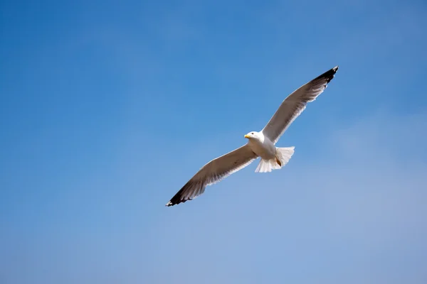 stock image Gaviota