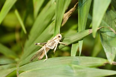 Saltamontes