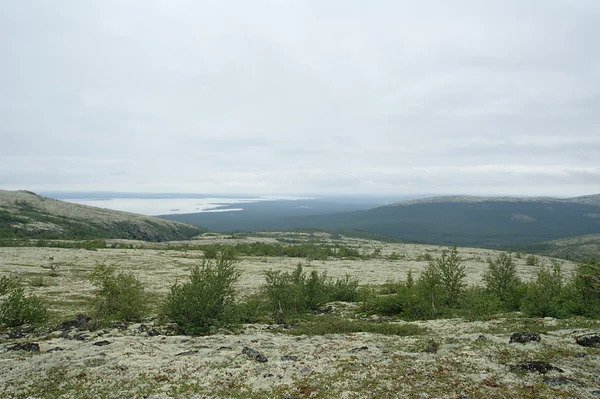 Tundra — Zdjęcie stockowe