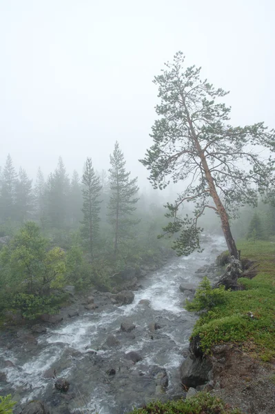 Tree and the stream — Stock Photo, Image