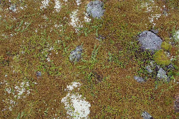 Tundra textura — Stock fotografie