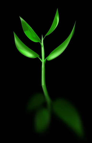 植物の芽 — ストック写真