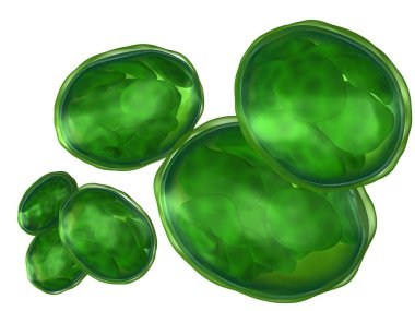 Chloroplasts isolated on white clipart