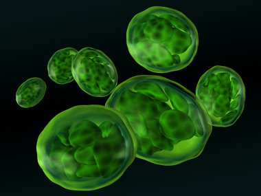 Chloroplasts isolated on black clipart