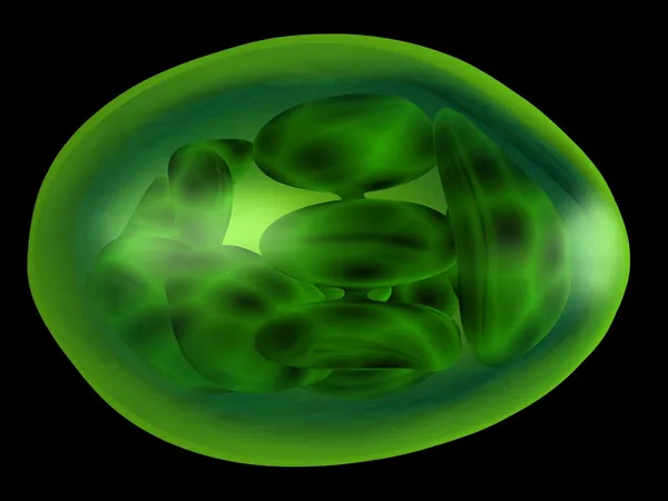 Kloroplast — Stok fotoğraf