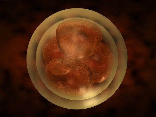 Dividing zygote