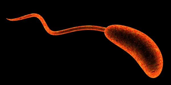 Холерный вибрион — стоковое фото
