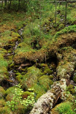 Marsh brook