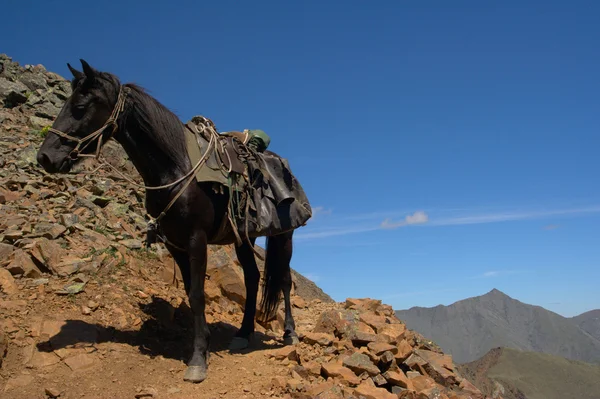 Kůň v horách — Stock fotografie
