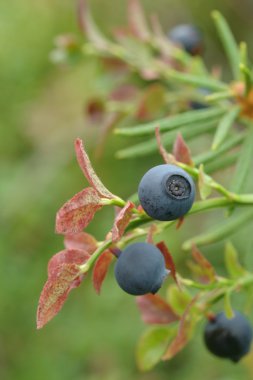 ortak bilberry