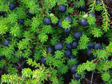 Crowberry clipart