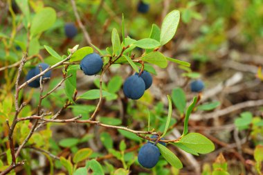 Bataklık bilberry