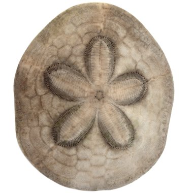 Sand dollar clipart