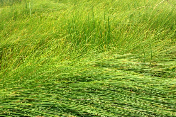 stock image Grass background