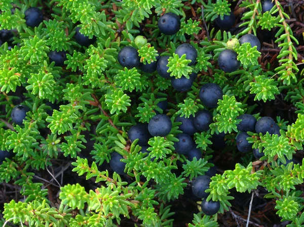 stock image Crowberry