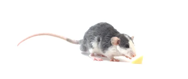 Eine Ratte — Stockfoto
