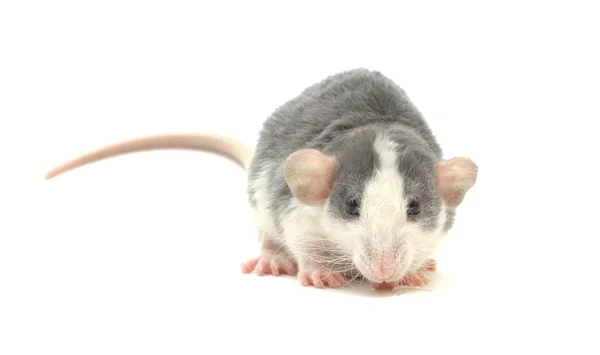 Rato que bebe — Fotografia de Stock