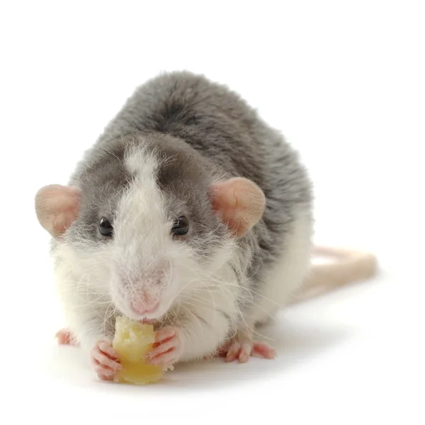Um rato. — Fotografia de Stock
