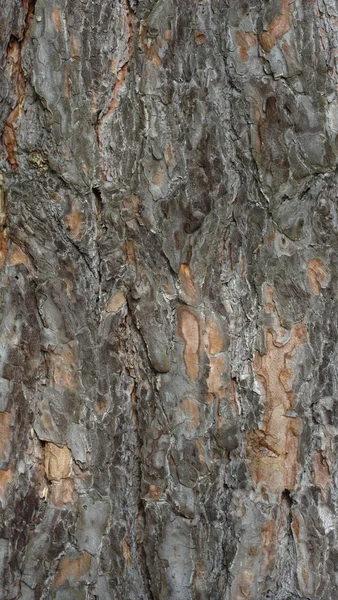 松树树结壳 — 图库照片