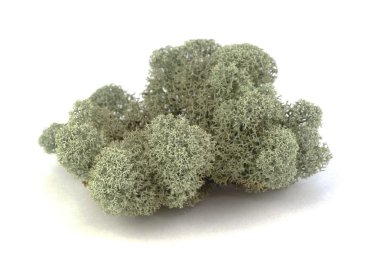 Lichen clipart