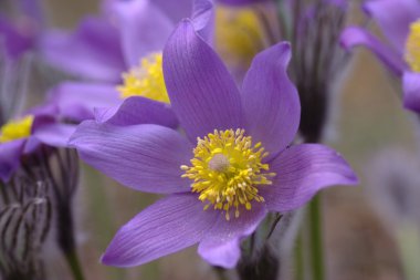 Pasqueflowers clipart