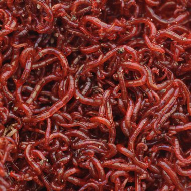 Bloodworms clipart