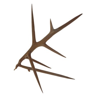 Thorn, isolated clipart