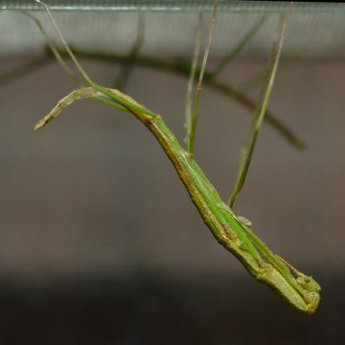 Deri değiştirme böcek sopa