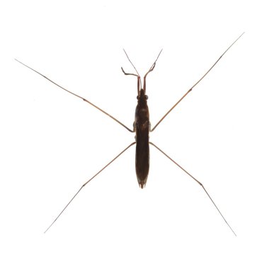 Water strider clipart