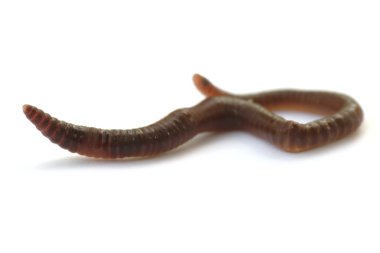 Earthworm clipart