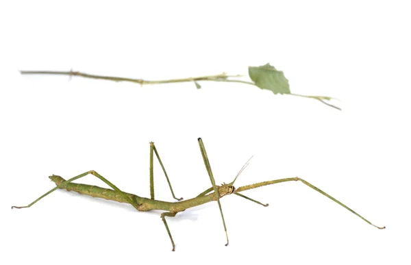 Mimicry, stick insect — Stock Photo, Image
