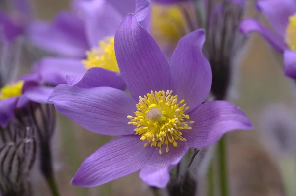 stock image Pasqueflowers