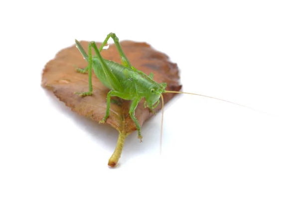 Grasshopper on the leaf — Stock Photo, Image