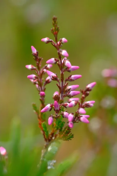 stock image Heather