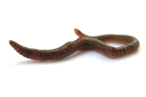 stock image Earthworm