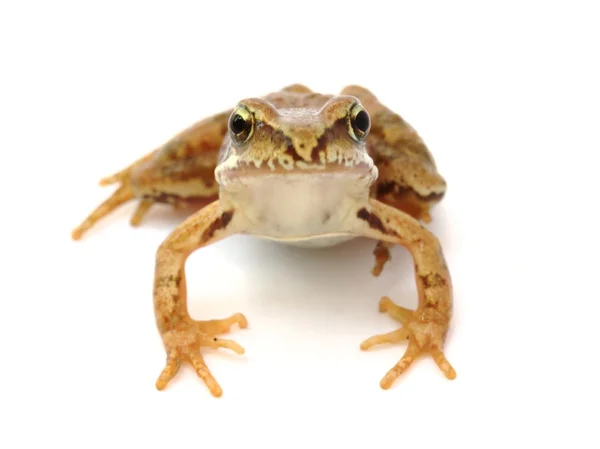 Trawa żaba — Zdjęcie stockowe