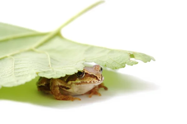 Żaba w liść — Zdjęcie stockowe