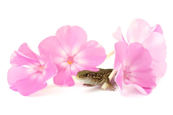 Jaszczurka w różowe kwiaty — Zdjęcie stockowe