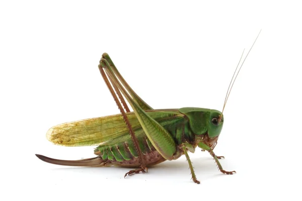 Kobieta grasshopper — Zdjęcie stockowe