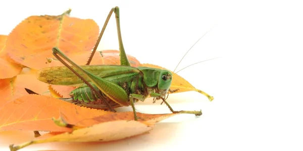 Autumn scene with grasshopper — Stock Photo, Image